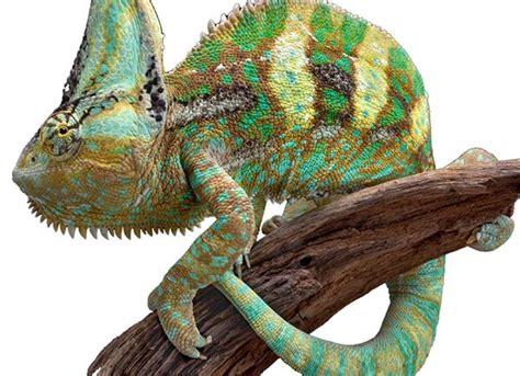 Veiled Chameleon - Chameleo calyptratus calyptratus | PetMD