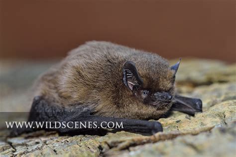 Pipistrelle bat » wildscenes.com