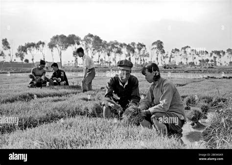 In July 1958 a Tianjin rice farmer who taught rice technology in the ...