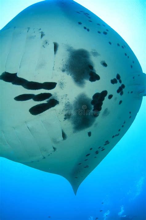 Detail of Belly of Giant Oceanic Manta Ray Stock Image - Image of ...