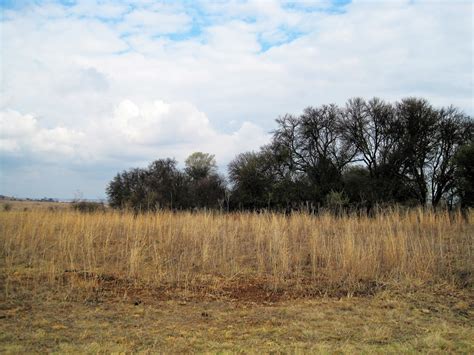 Download free photo of Veld,grass,bleached,dry,trees - from needpix.com