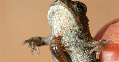 No easy meal: Freaky beetle larvae devour frog predators