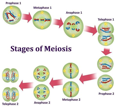 Stages of Meiosis – Sovereign Specialty Chemicals