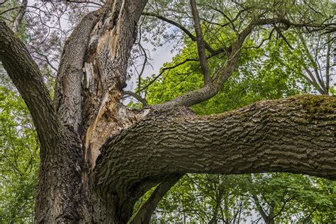 Old Tree Broken Branch - Free photo on Pixabay - Pixabay