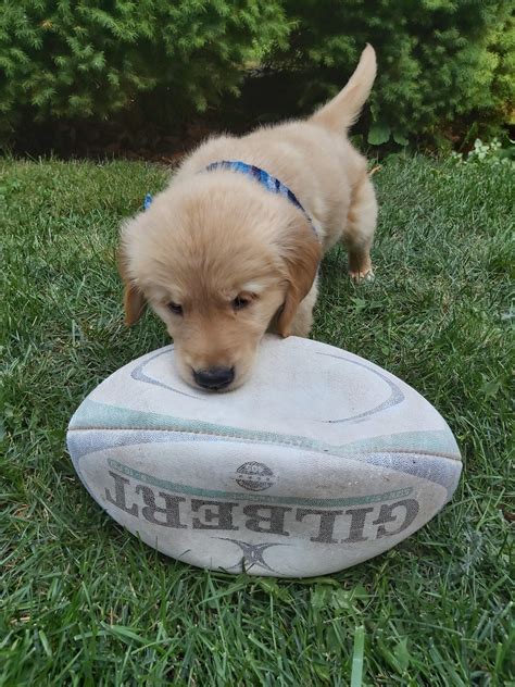 The next air bud | Aussie puppies, Dogs golden retriever, Popular dog