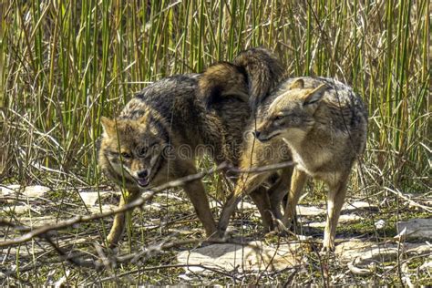 Black Backed Jackal stock photo. Image of nature, backed - 264731300