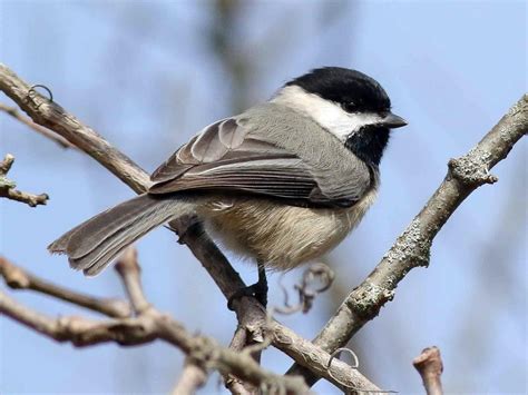 Carolina Chickadee - NestWatch