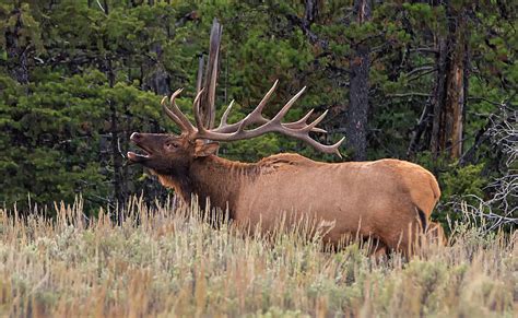 Bull Elk Bugling Photograph by Loree Johnson - Fine Art America