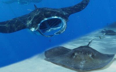 Discover the Beauty of Manta Rays - Manta Ray Advocates Hawaii