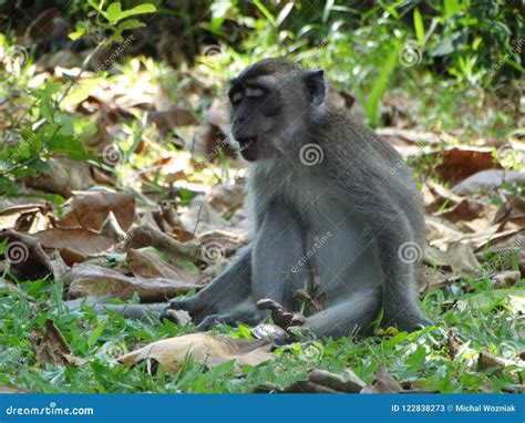 Makak Monkey in Rain-forest of Borneo Stock Image - Image of makak ...