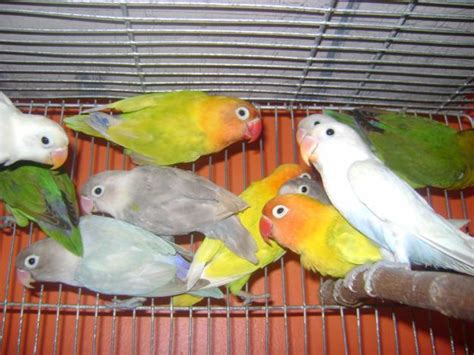 African Lovebirds Cages