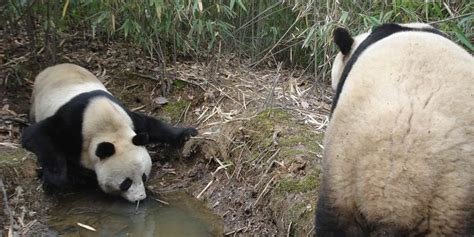 Giant Panda Conservation | Smithsonian's National Zoo