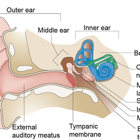 rueda Cornualles Desilusión internal ear anatomy Informar músico Goma