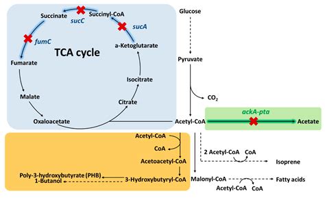 Metabolites | Free Full-Text | Metabolic Engineering Design Strategies ...