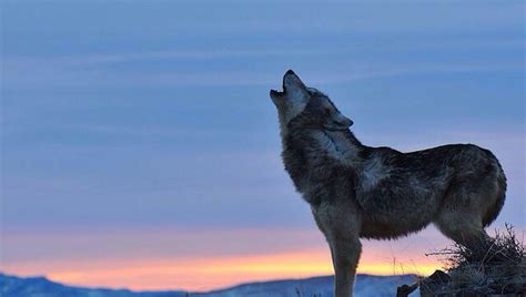 Why Do Wolves Howl?