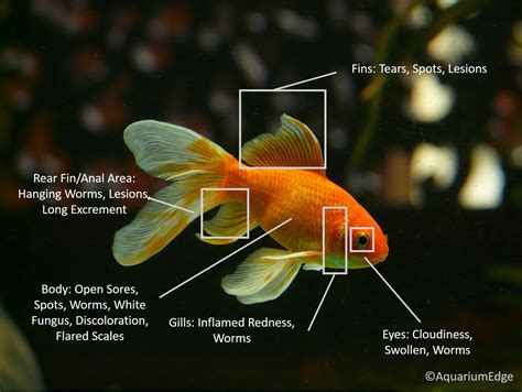 The Most Common Diseases of Fish and Their Treatments - Aquarium Edge