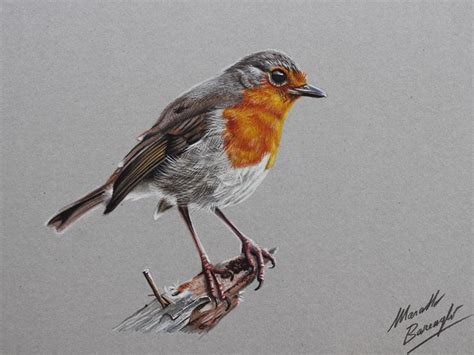 Robin Bird DRAWING by marcellobarenghi on DeviantArt