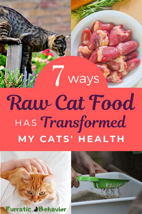 7 Ways Raw Cat Food Has Transformed My Cats' Health | Healthy cat food ...