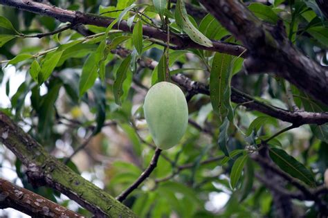 6 Manfaat Daun Mangga yang Jarang Diketahui bagi Kesehatan - Pikiran ...