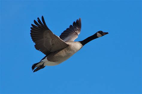 goose+in+flight - Allband Communications