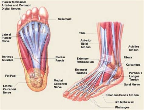 Pin by Ryan A. Castillo on Anatomy Reference | Foot anatomy, Muscle ...