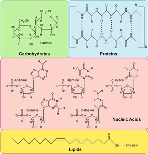 Biomolecules Review | Cell Structure Quiz - Quizizz