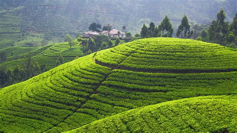 High Resolution Assam Tea Garden Ultra, assam landscape HD wallpaper ...