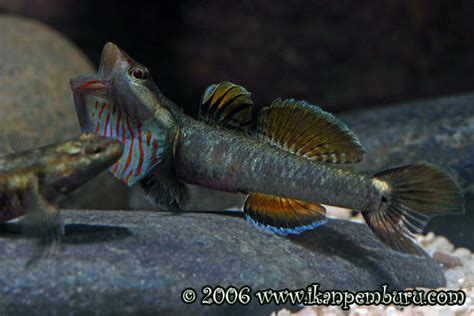 Freshwater Goby ID | The Planted Tank Forum