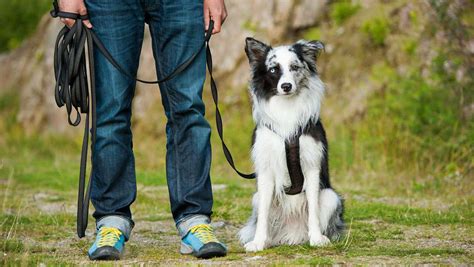 Best Dog Training Methods - Choosing The Right Way to Train Your Puppy ...