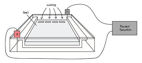 Gel Electrophoresis Diagram