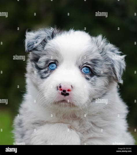 Cute blue Merle collie puppy with blue eyes Stock Photo: 38152532 - Alamy