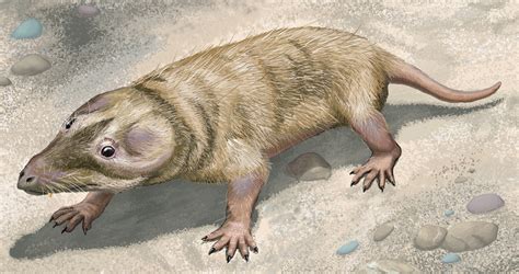 The First Mammals Lived Like Reptiles