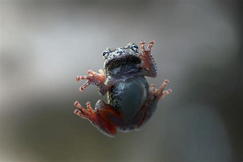 Tree Frog Toes Photograph by Stamp City - Pixels