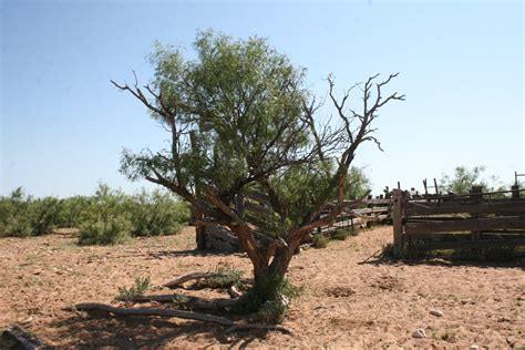 Trees found in the Mojave Desert near Mesquite Nevada