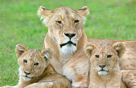 Lioness and Two Cubs, East Africa, Tanzania, Ngorongoro Crater - Stock ...