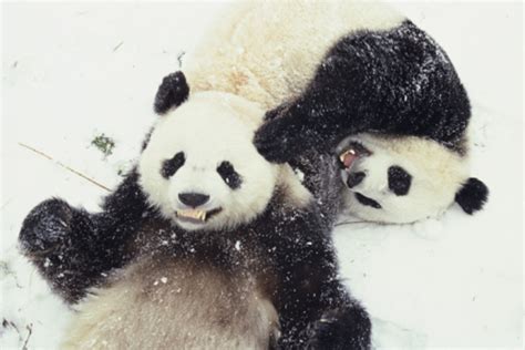 This Just In...Pandas Love Snow