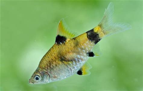 dwarf barb (Pethia gelius) - Species Profile