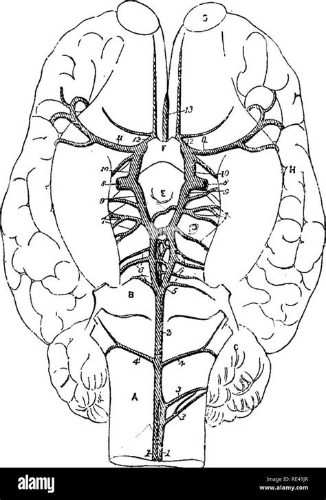 Horse brain anatomy Black and White Stock Photos & Images - Alamy