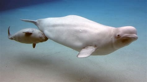 Baby Beluga Whales in Canada | Britannica