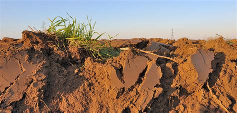 Enriching Soil Carbon Storage to Face Climate Change | CNRS News