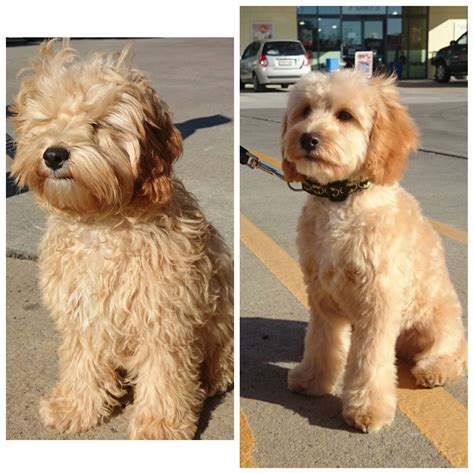 Terrier Haircuts Before And After