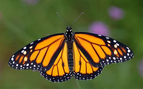 The beauty of monarch butterflies - Greenability Magazine