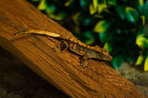 Crested gecko: It is an omnivore, unlike most of gecko species ...