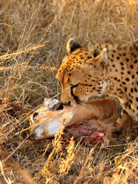 Hunting Cheetah - Hunting Namibia