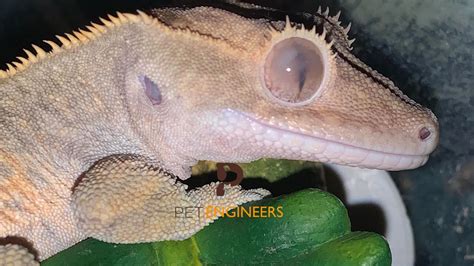 Crested Gecko Cloudy Eye: Causes, Treatment and Prevention | Pet Engineers