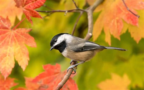 Black-capped Chickadee | Audubon Field Guide