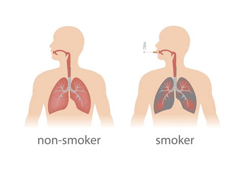 The Anatomy of Smoking: How Tobacco Affects Your Body