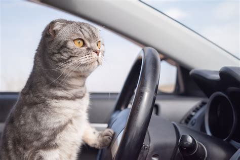 Angry Cat at Steering Wheel Shouting at Other Cars Goes Viral: 'Road ...