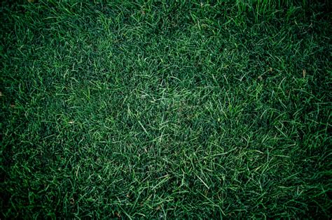 Dark Green Grass For Background Dark Green Lawn Background Closeup ...