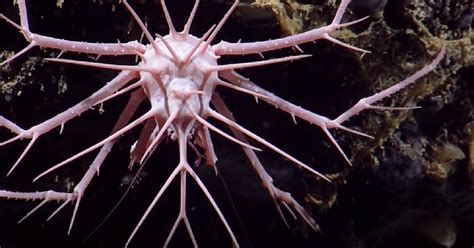 Scientists Spot Rare "Spiky Crab" During Caribbean Deep Sea Expedition ...